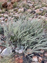 Leucospermum wittebergense