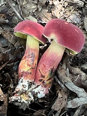 Hortiboletus rubellus