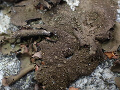 Umbilicaria