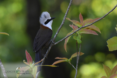 Garrulax leucolophus
