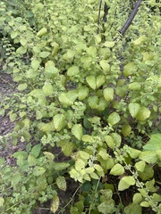 Sesamum indicum