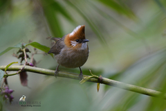 Yuhina bakeri