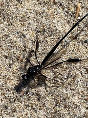 Pelecinus polyturator