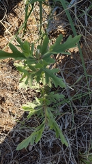 Ambrosia psilostachya