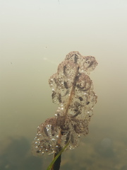 Ambystoma macrodactylum