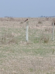 Falco femoralis
