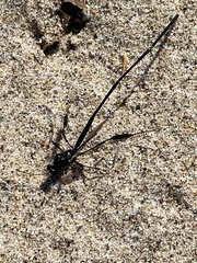 Pelecinus polyturator