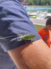 Pterophylla camellifolia