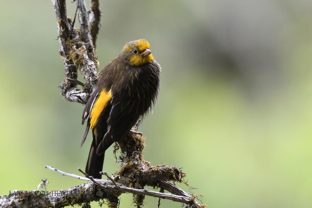 Yellow-rumped Honeyguide photo