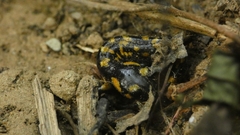 Salamandra salamandra