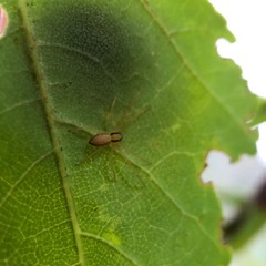 Araneae