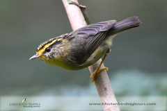 Schoeniparus cinereus