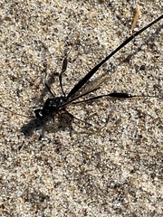 Pelecinus polyturator