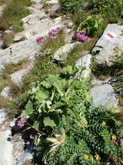 Adenostyles alliariae