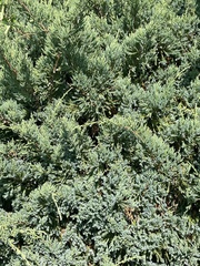 Juniperus procumbens