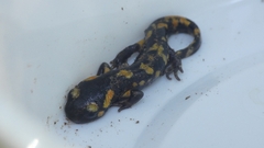 Salamandra salamandra
