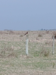 Falco femoralis