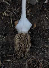 Allium phanerantherum