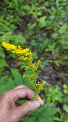 Solidago