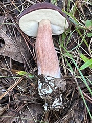 Boletus separans