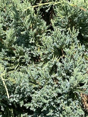 Juniperus procumbens