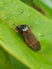 Cosmoscarta egens