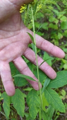 Solidago