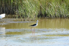 Himantopus himantopus