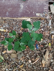 Chenopodium album