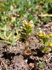 Euphrasia minima