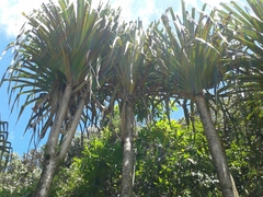 Pandanus