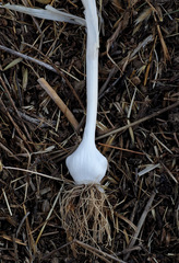 Allium phanerantherum