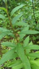 Doellingeria umbellata