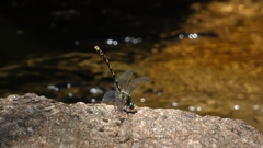 Onychogomphus uncatus