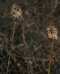 Allium phanerantherum