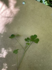 Oxalis stricta