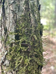Forsstroemia trichomitria