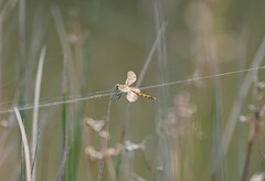 Sympetrum depressiusculum