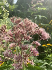 Eutrochium maculatum