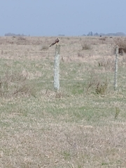 Falco femoralis