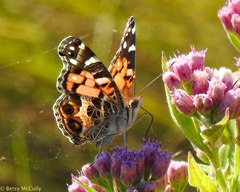 Vanessa virginiensis