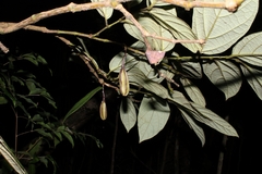 Aristolochia tricaudata