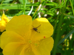 Herina parva