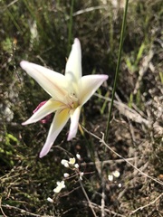 Gladiolus trichonemifolius