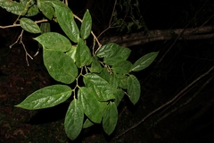 Aristolochia tricaudata