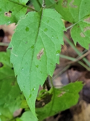 Eurybia