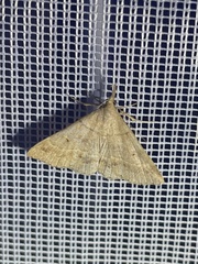 Renia flavipunctalis