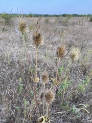 Dipsacus laciniatus