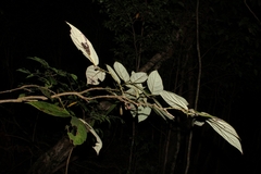 Aristolochia tricaudata