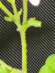Eurybia